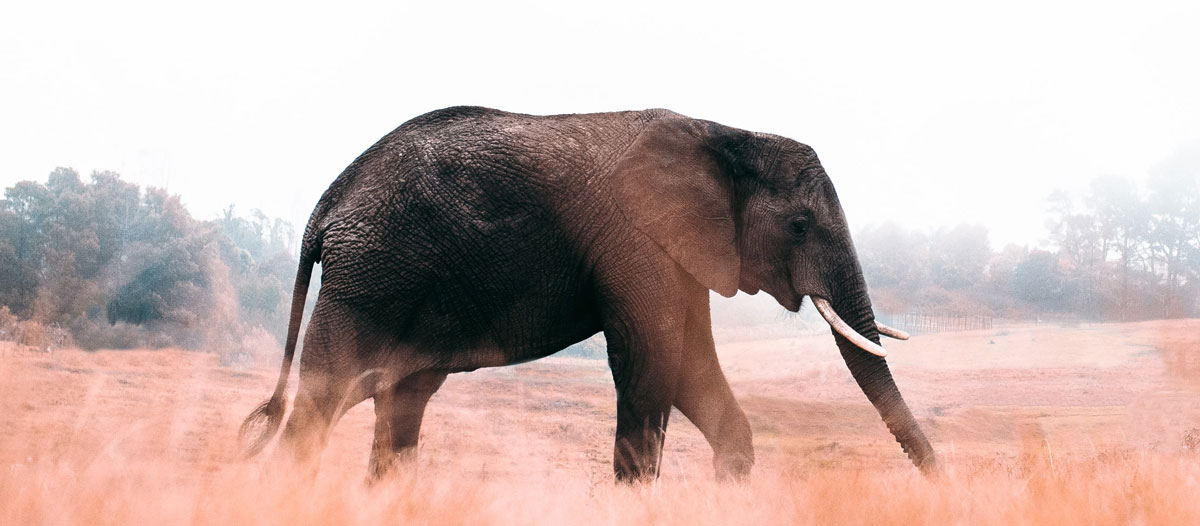 品牌策略全案設計 品牌策略全案設計