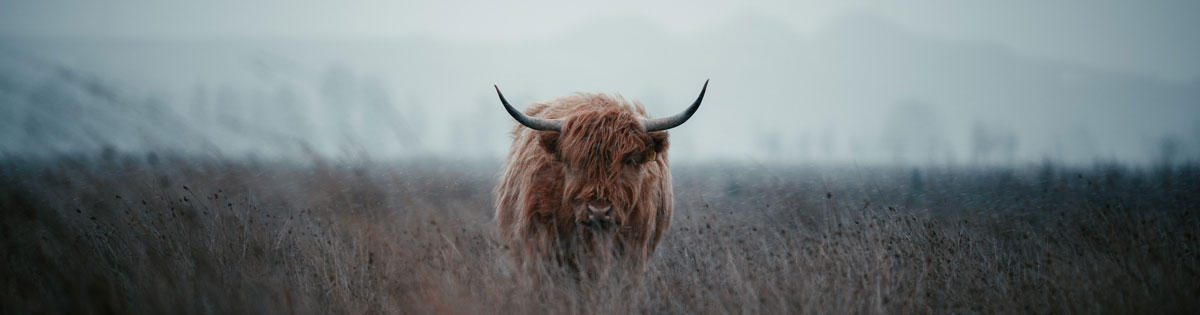 品牌全案設(shè)計(jì)公司 品牌全案設(shè)計(jì)公司